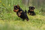 YORKSHIRE TERRIER 600
